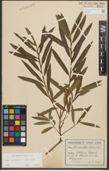 Foto von Salix purpurea L. x Salix viminalis L.